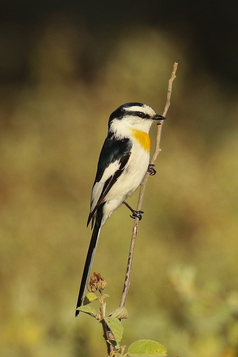 Jerdon's Minivet - Frank Thierfelder