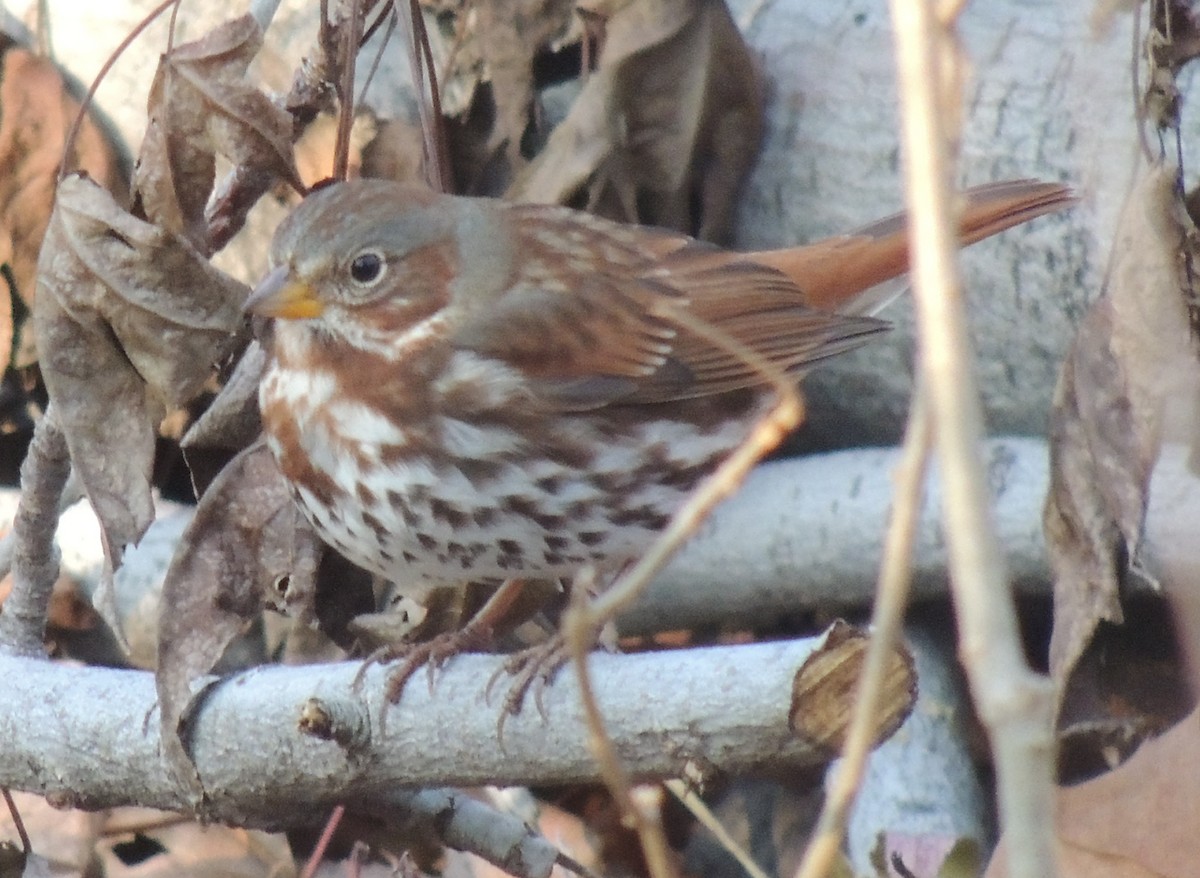 Fox Sparrow - ML510650001