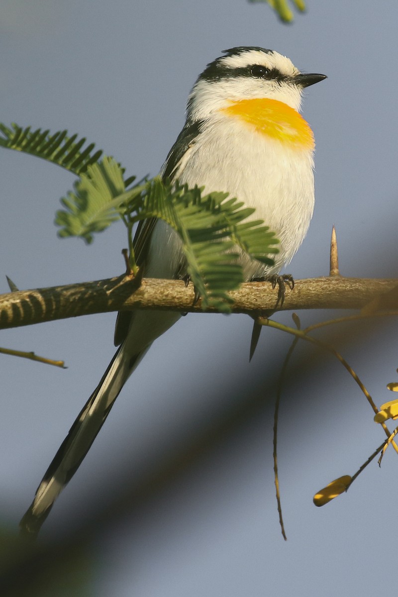 Jerdon's Minivet - ML510650031