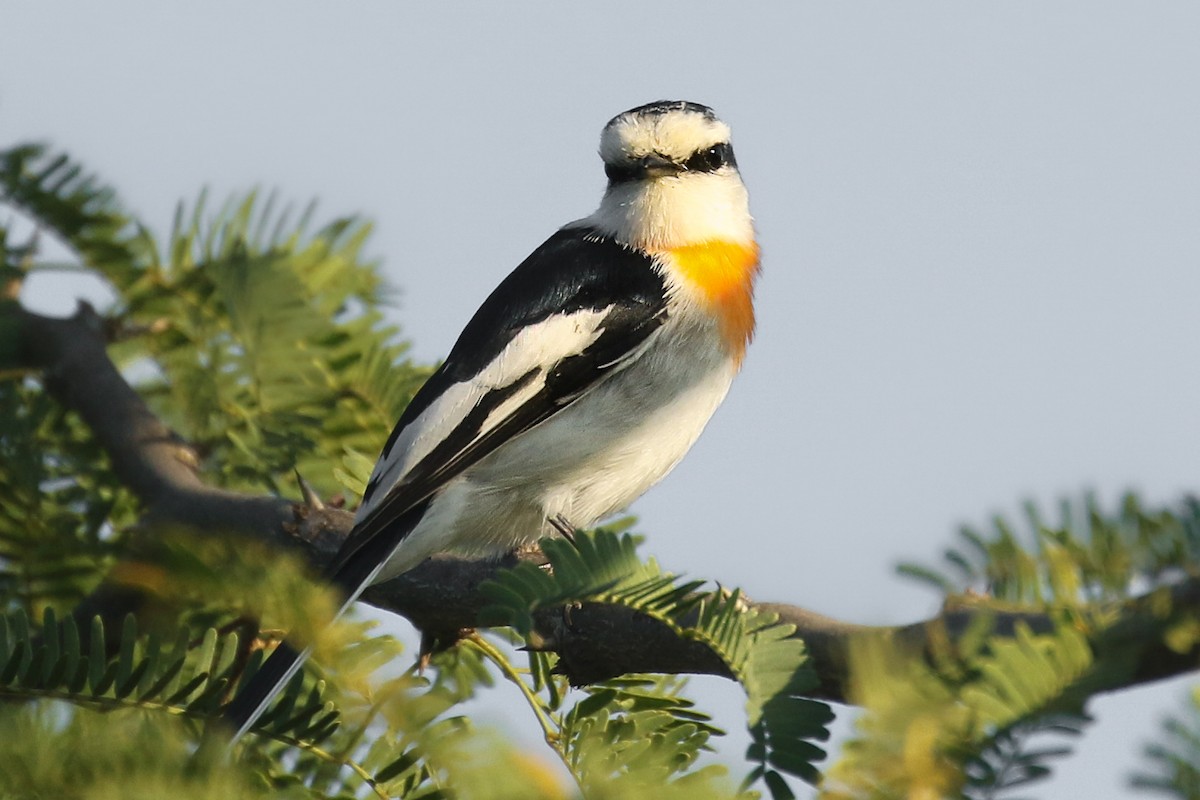 Jerdon's Minivet - Frank Thierfelder