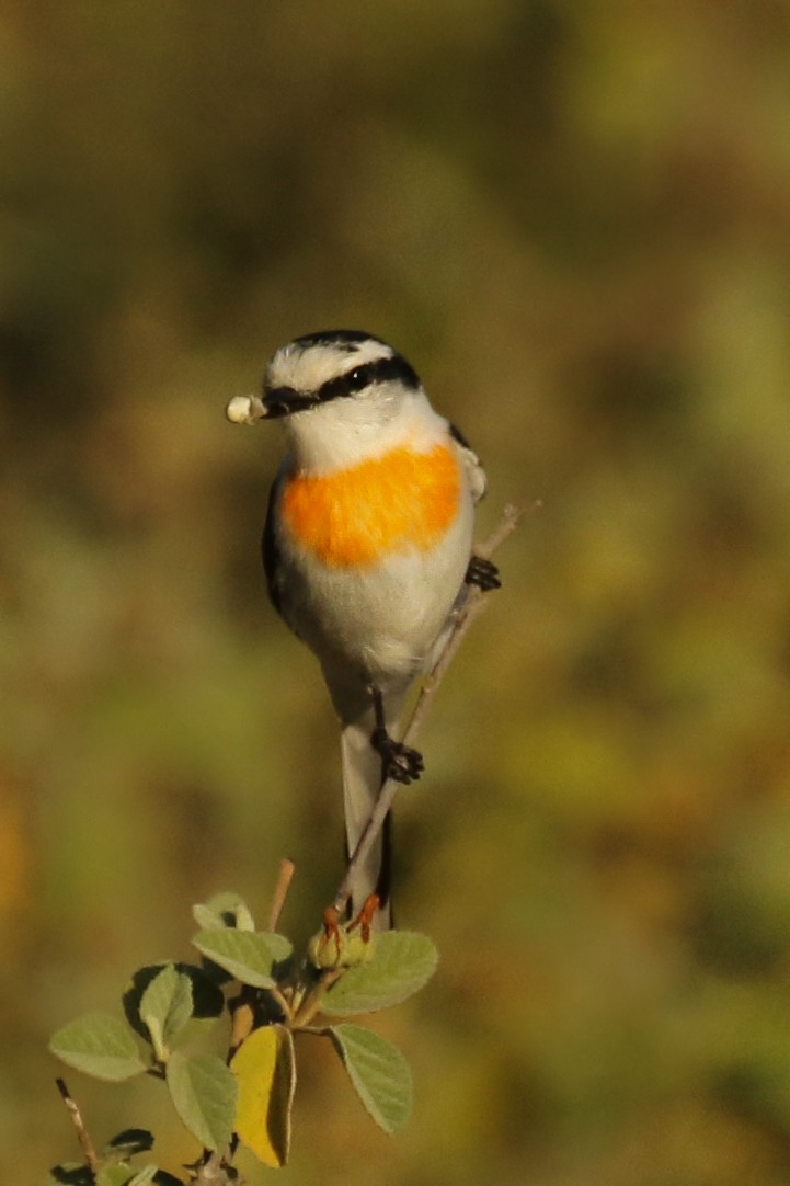 Jerdon's Minivet - Frank Thierfelder