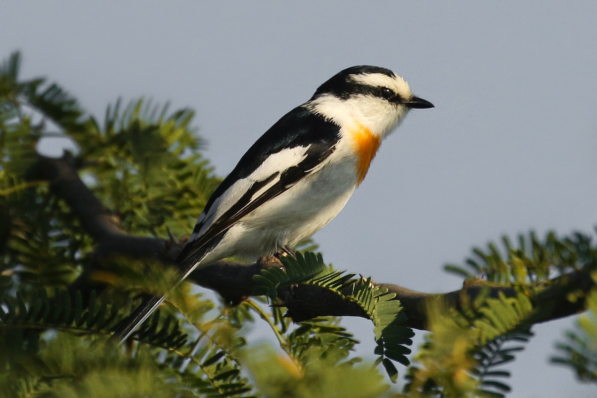 Jerdon's Minivet - Frank Thierfelder