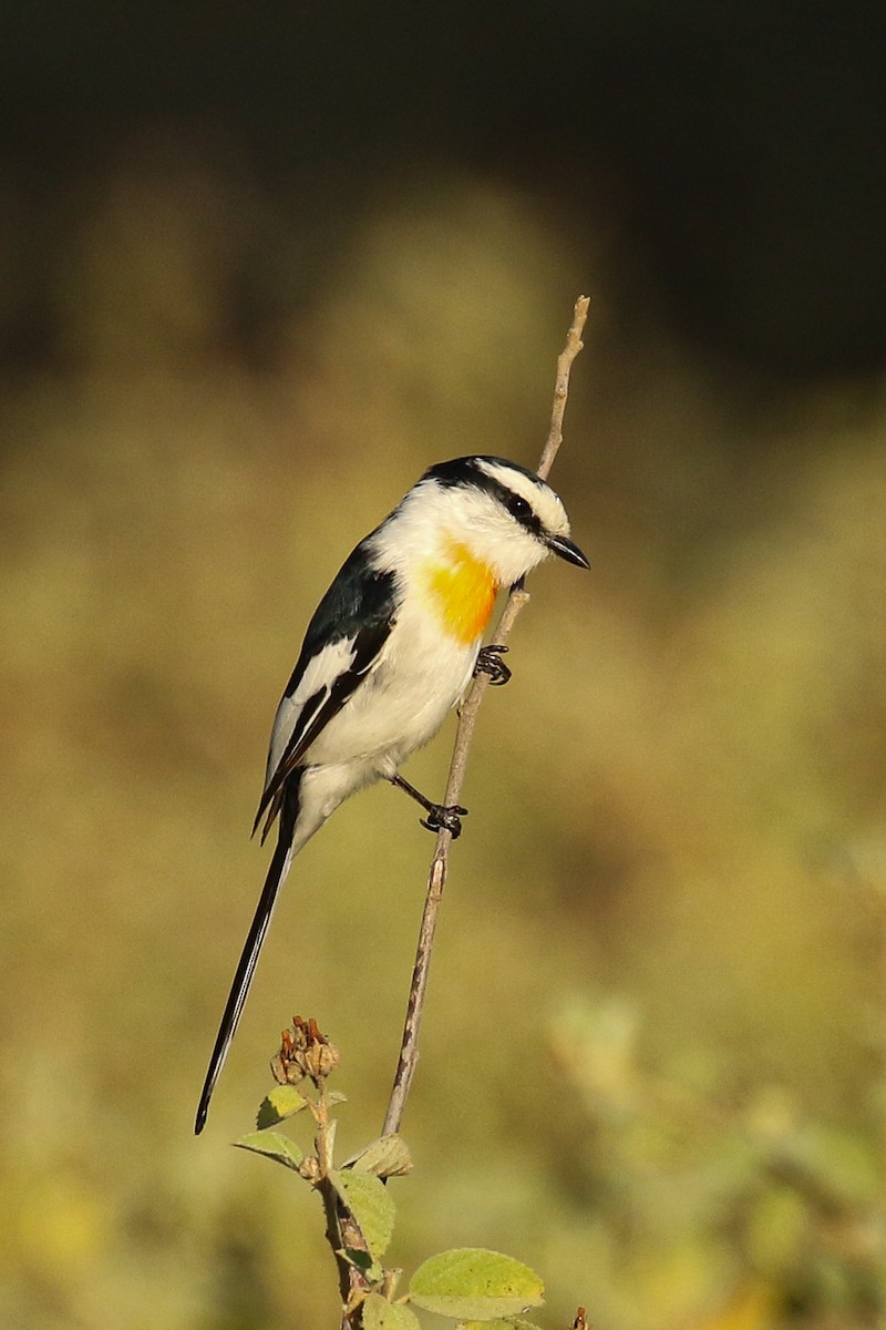 Jerdon's Minivet - Frank Thierfelder