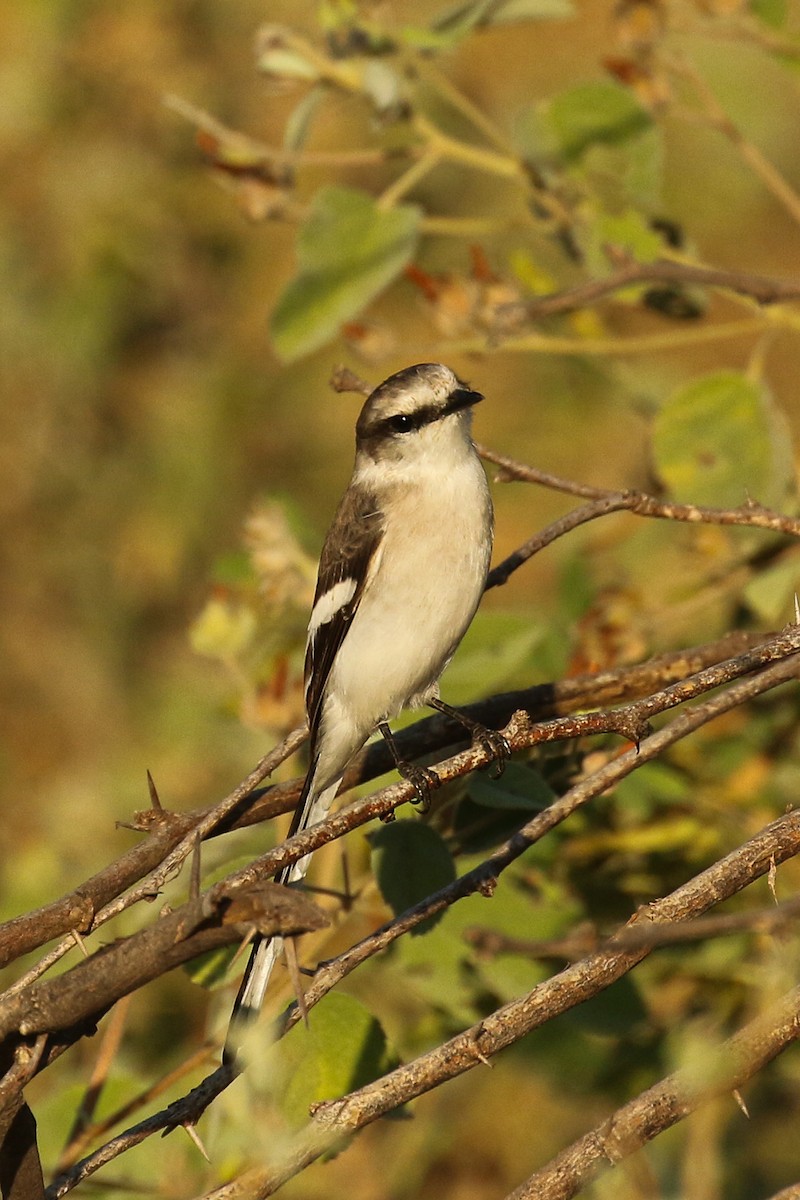 Jerdon's Minivet - Frank Thierfelder