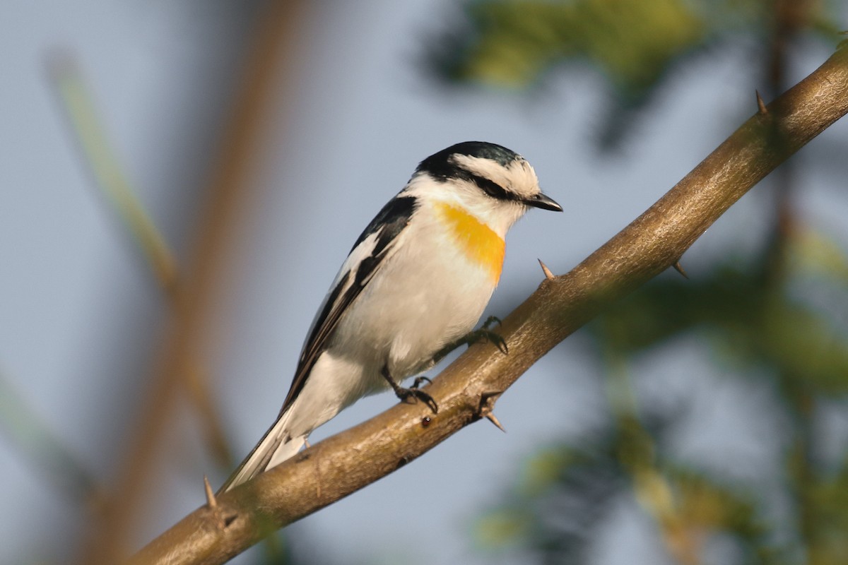 Jerdon's Minivet - Frank Thierfelder