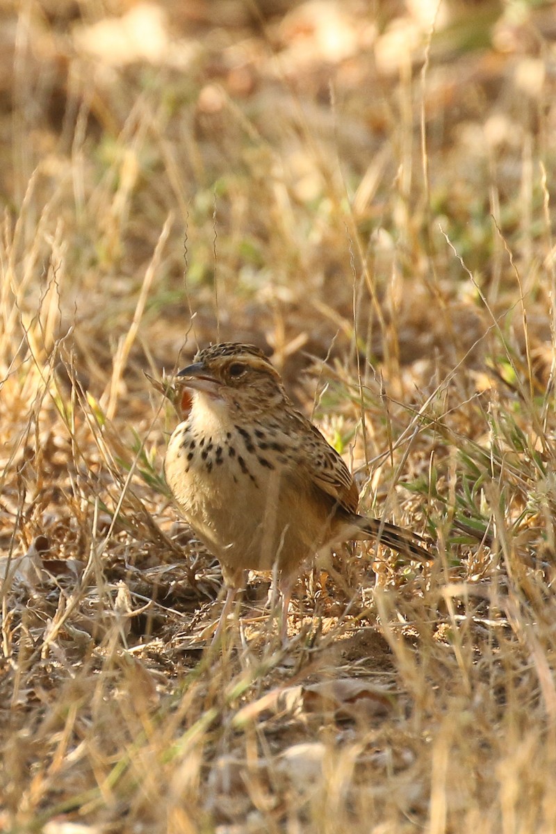 Burmese Bushlark - ML510650261