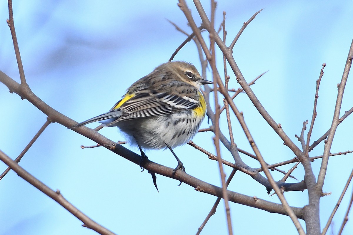 Пісняр-лісовик жовтогузий (підвид coronata) - ML510650301