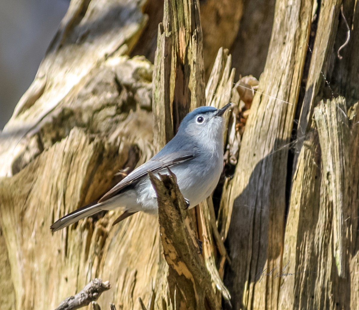 Gobemoucheron gris-bleu - ML510650941