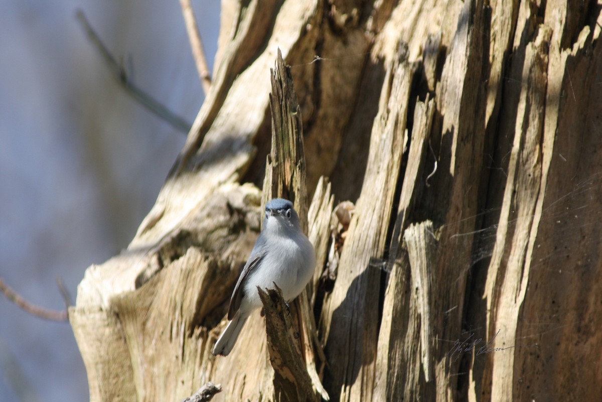 Blue-gray Gnatcatcher - ML510650961