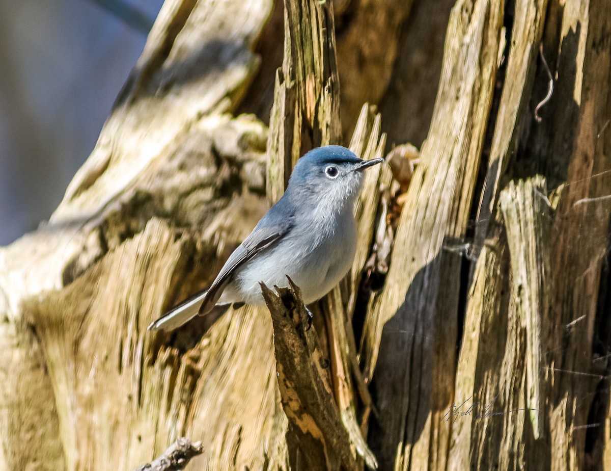 Gobemoucheron gris-bleu - ML510650971