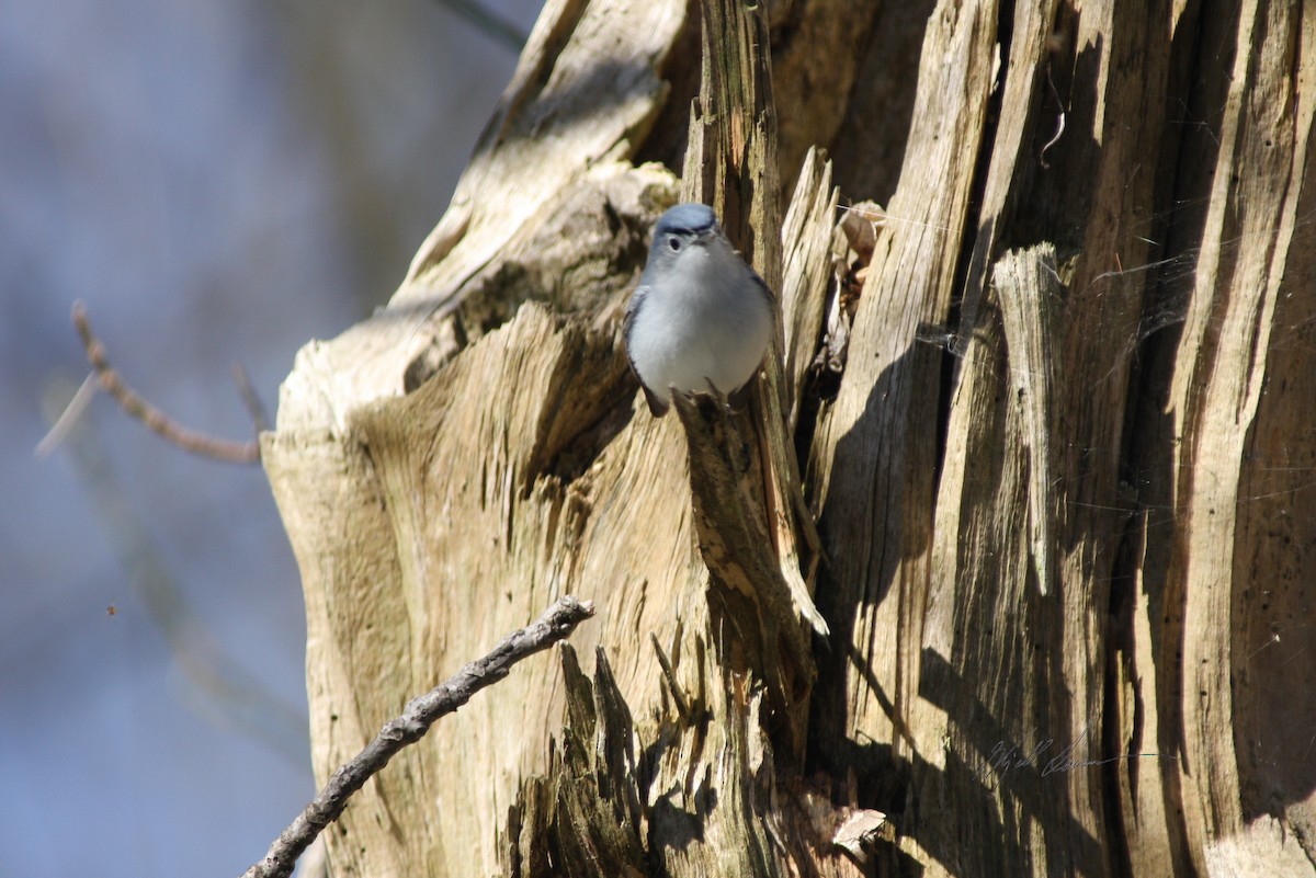 Голубая комароловка - ML510650981