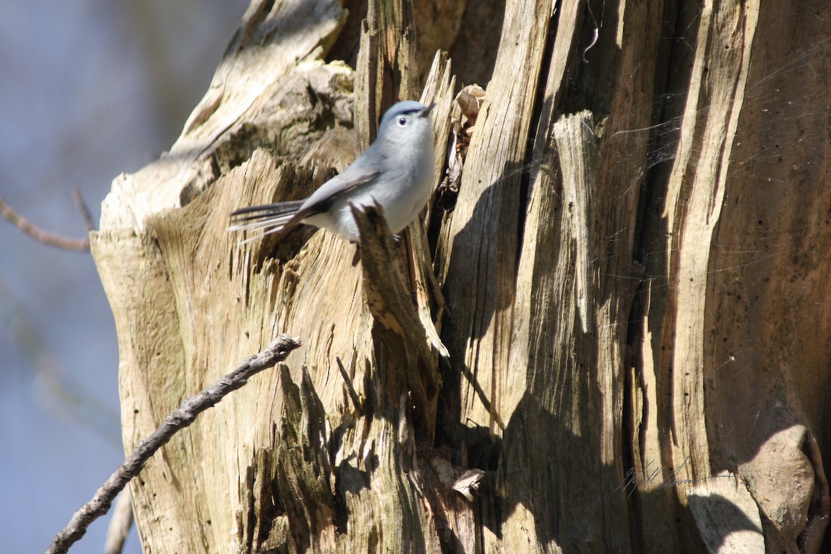 Gobemoucheron gris-bleu - ML510650991