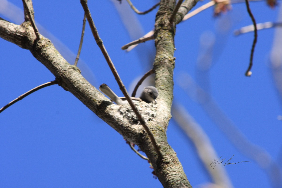 Голубая комароловка - ML510651381