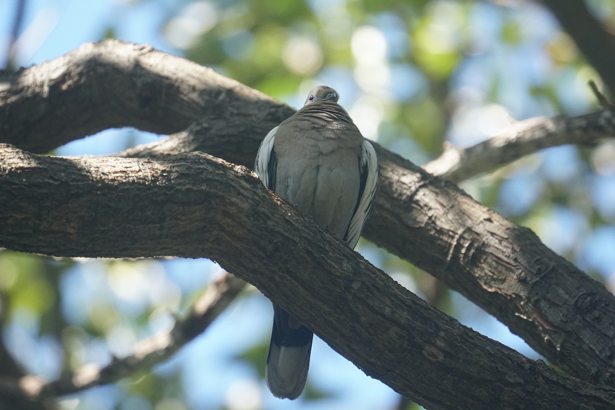 White-winged Dove - ML510651501