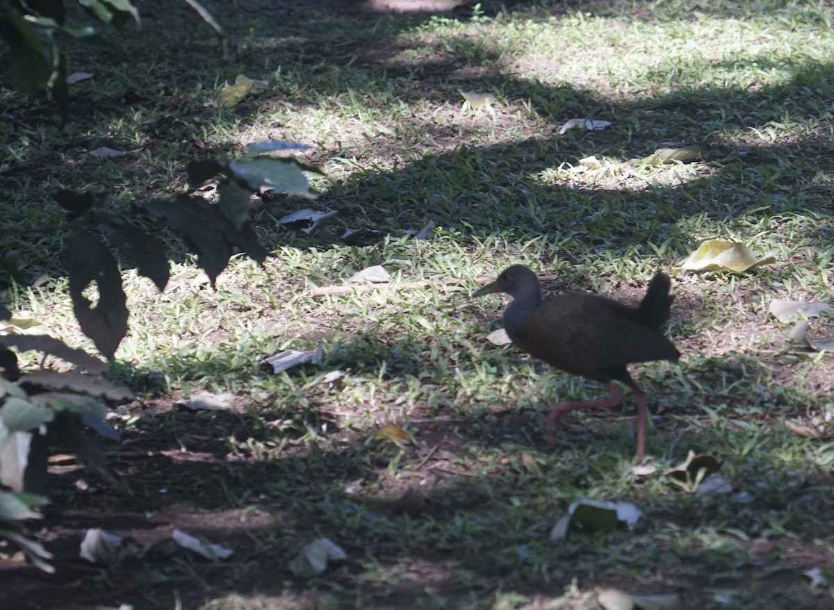 Gray-cowled Wood-Rail - ML510651561