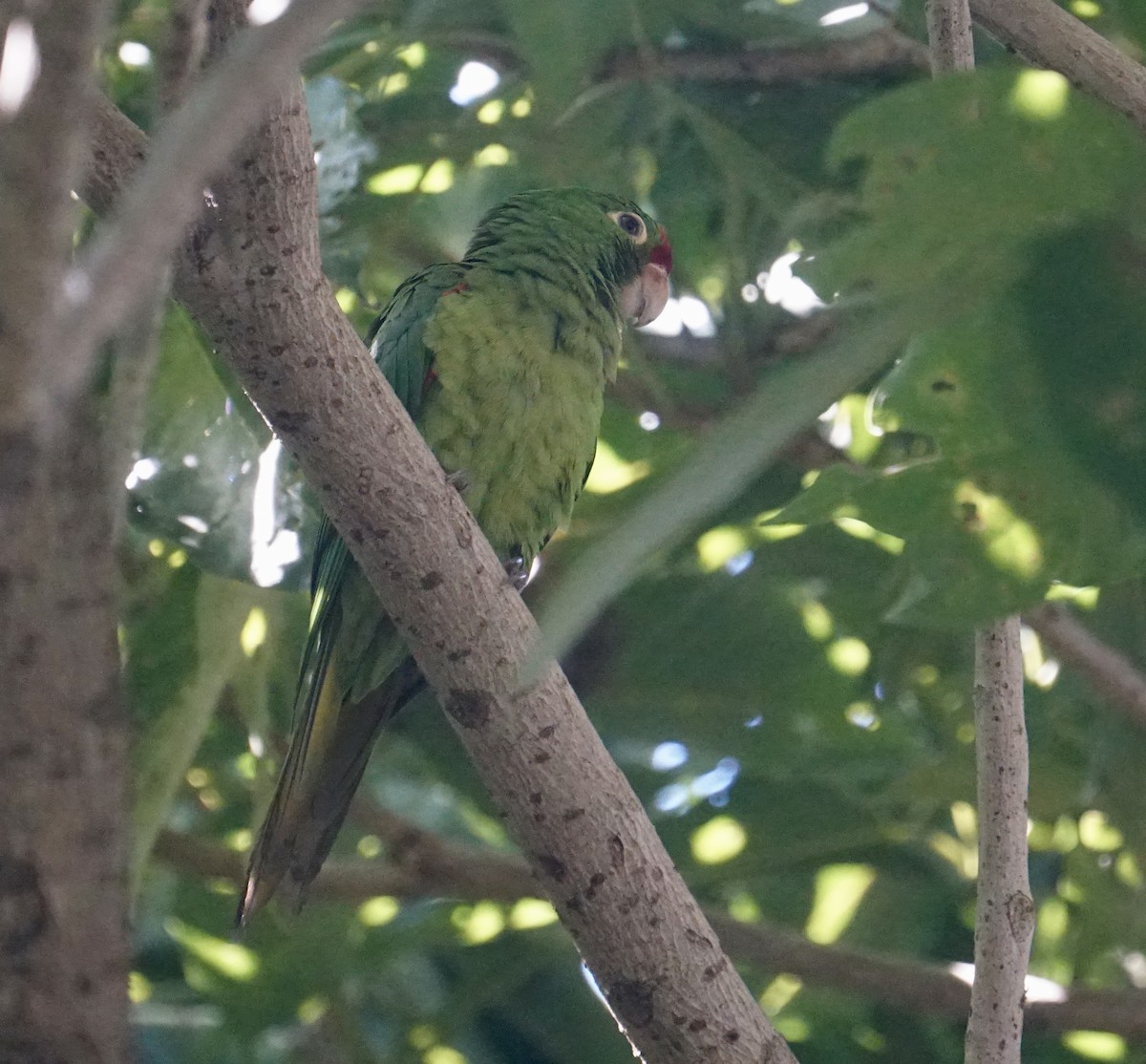 aratinga rudočelý - ML510651651