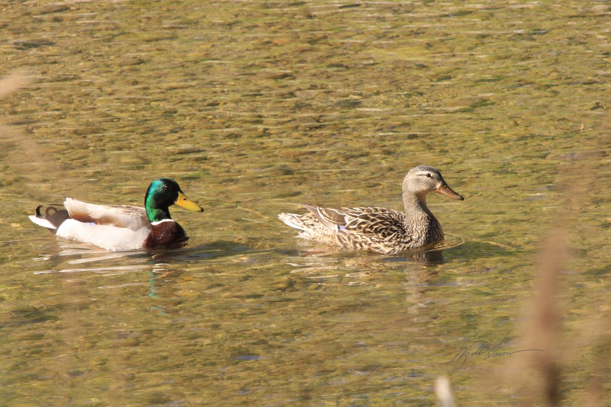 Canard colvert - ML510652131