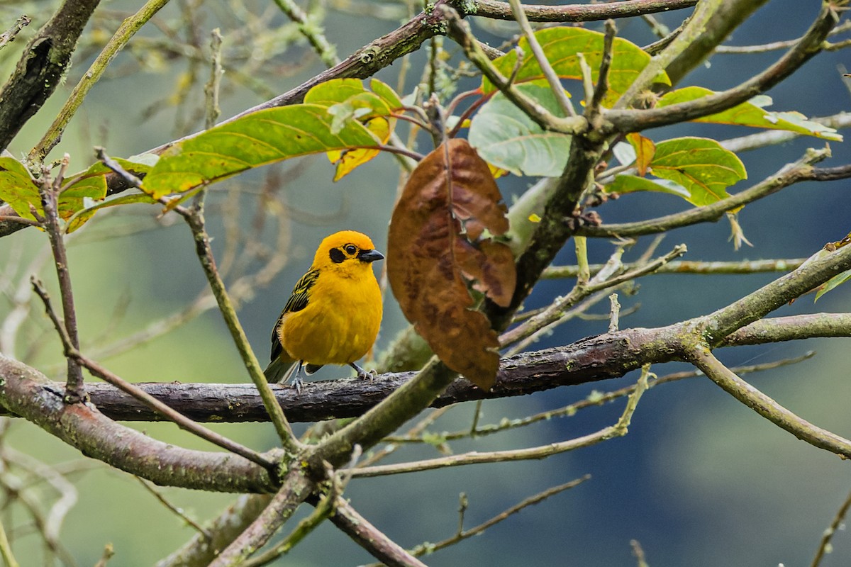 Golden Tanager - ML510652171