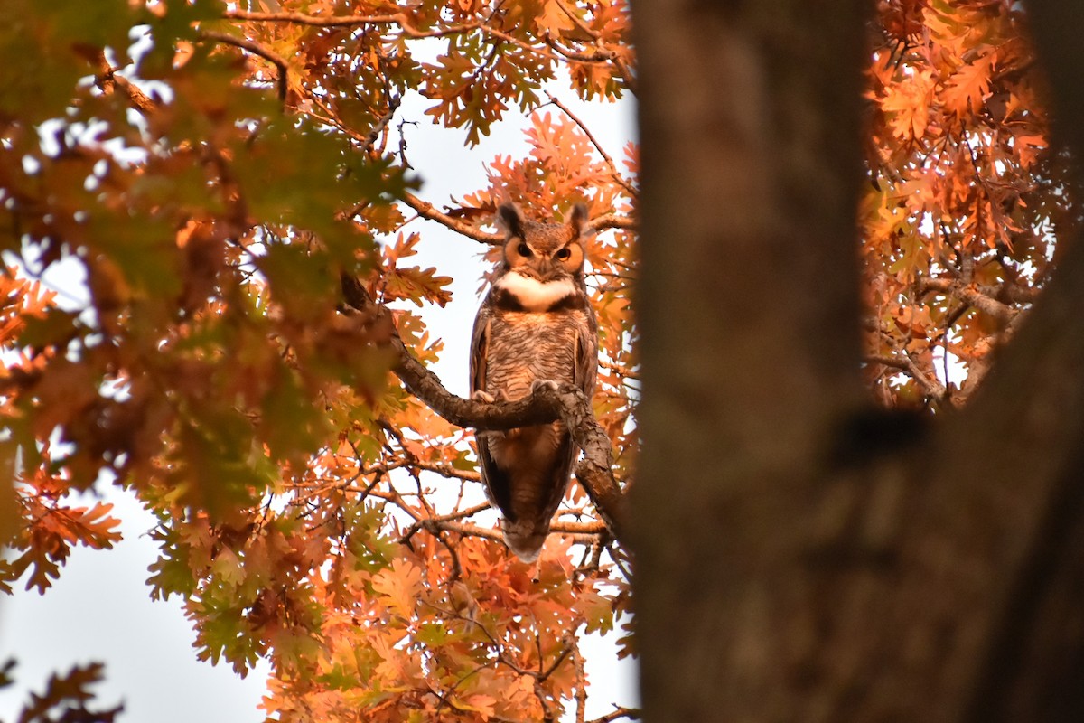 Great Horned Owl - ML510652231