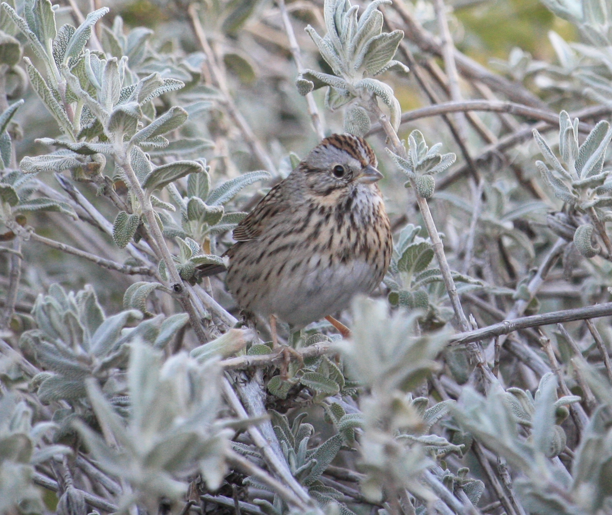 Lincoln's Sparrow - ML510654151