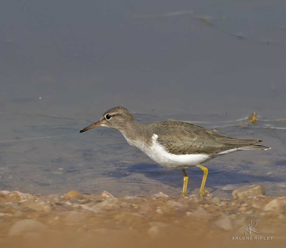 Spotted Sandpiper - ML510654181