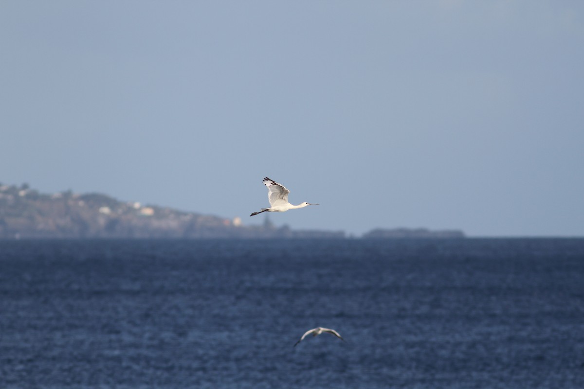 Eurasian Spoonbill - ML510655871