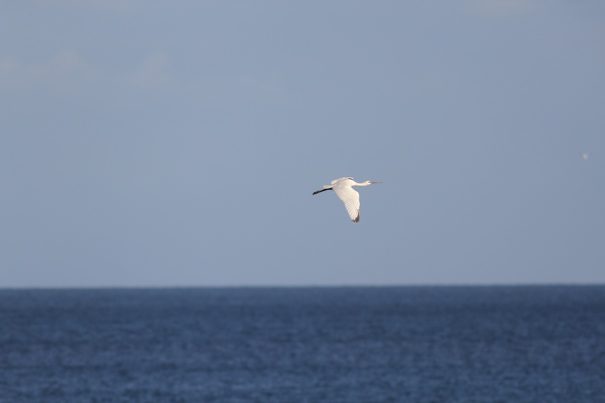 Eurasian Spoonbill - ML510655881