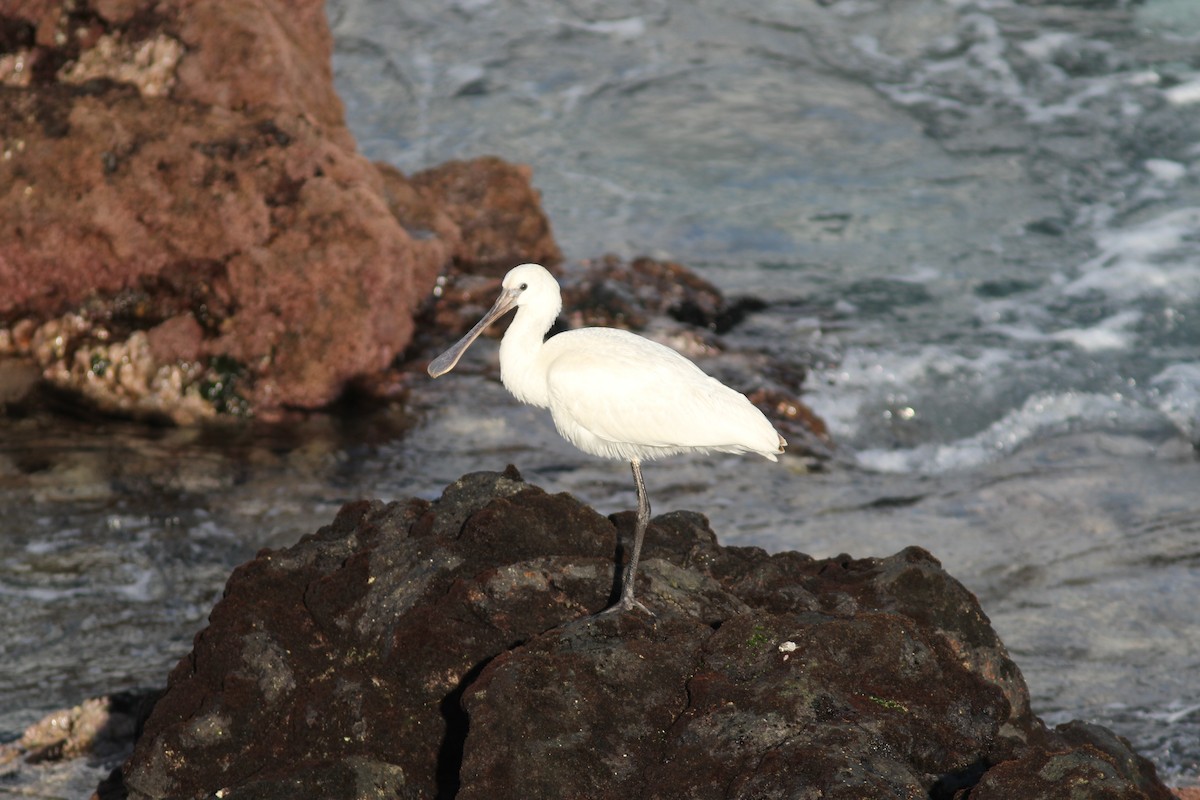 Eurasian Spoonbill - ML510655891