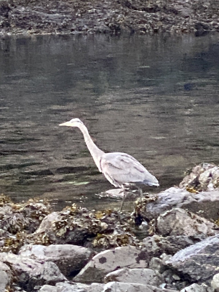 Большая голубая цапля - ML510656051