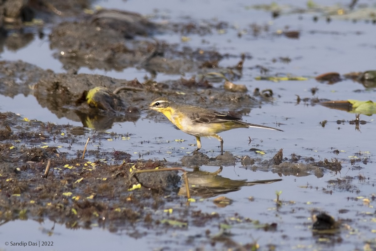 Western Yellow Wagtail - ML510657341