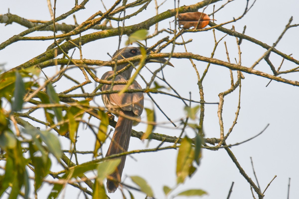 Indian Gray Hornbill - ML510657401