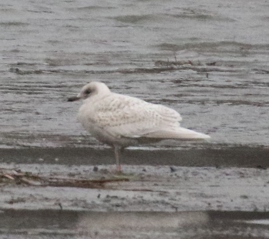 Iceland Gull (kumlieni) - Greg Ward