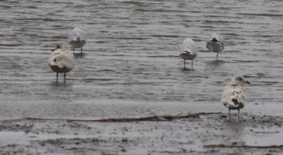 Gaviota Groenlandesa (kumlieni) - ML510657841