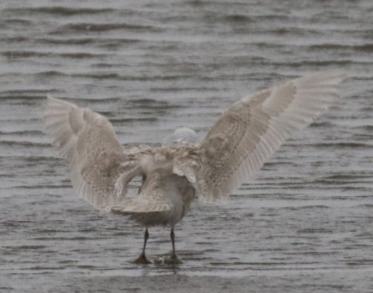 Gaviota Groenlandesa (kumlieni) - ML510657891