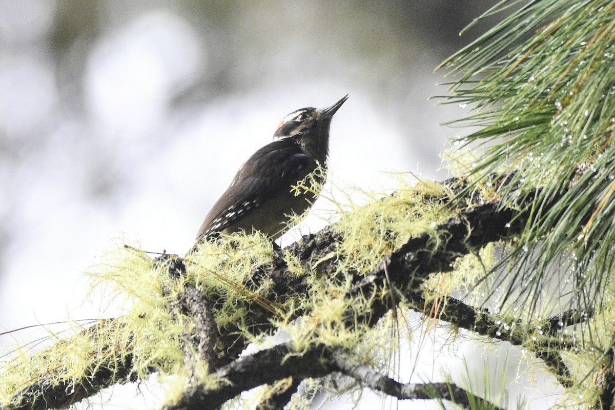 Hairy Woodpecker (South Mexican) - ML510660031