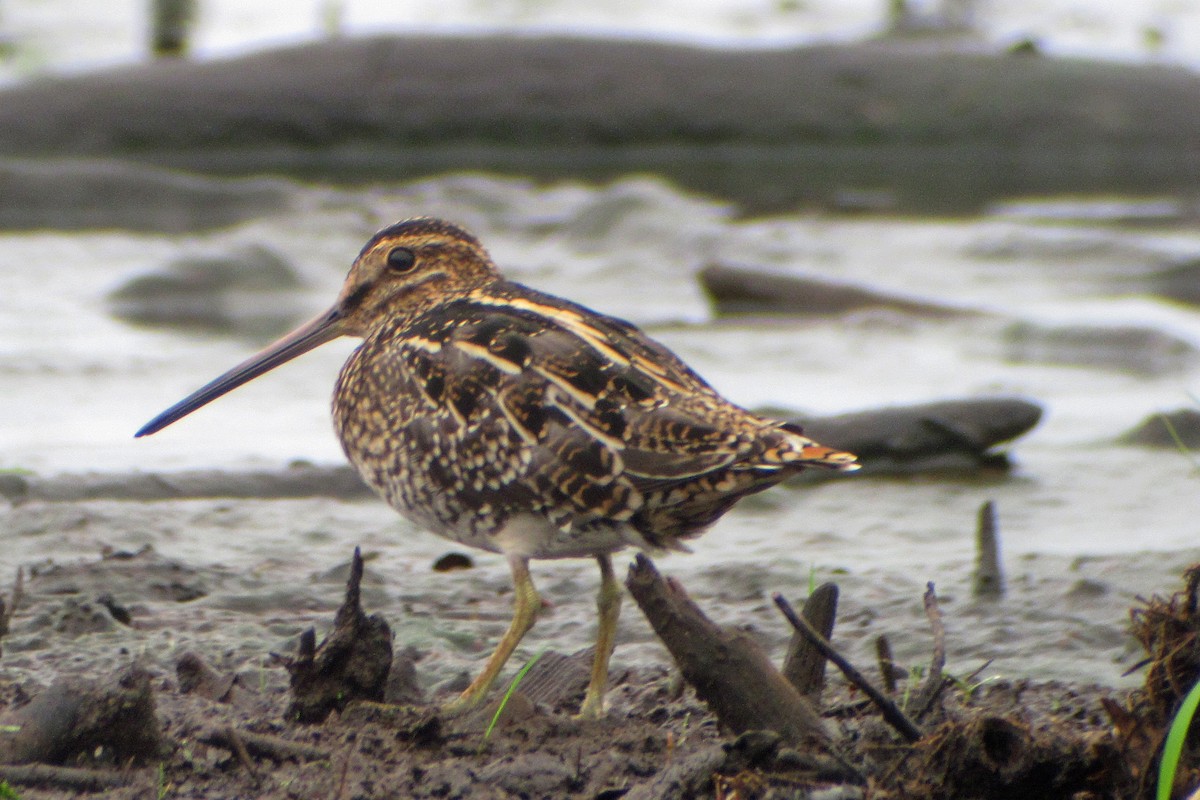 Wilson's Snipe - ML51066061