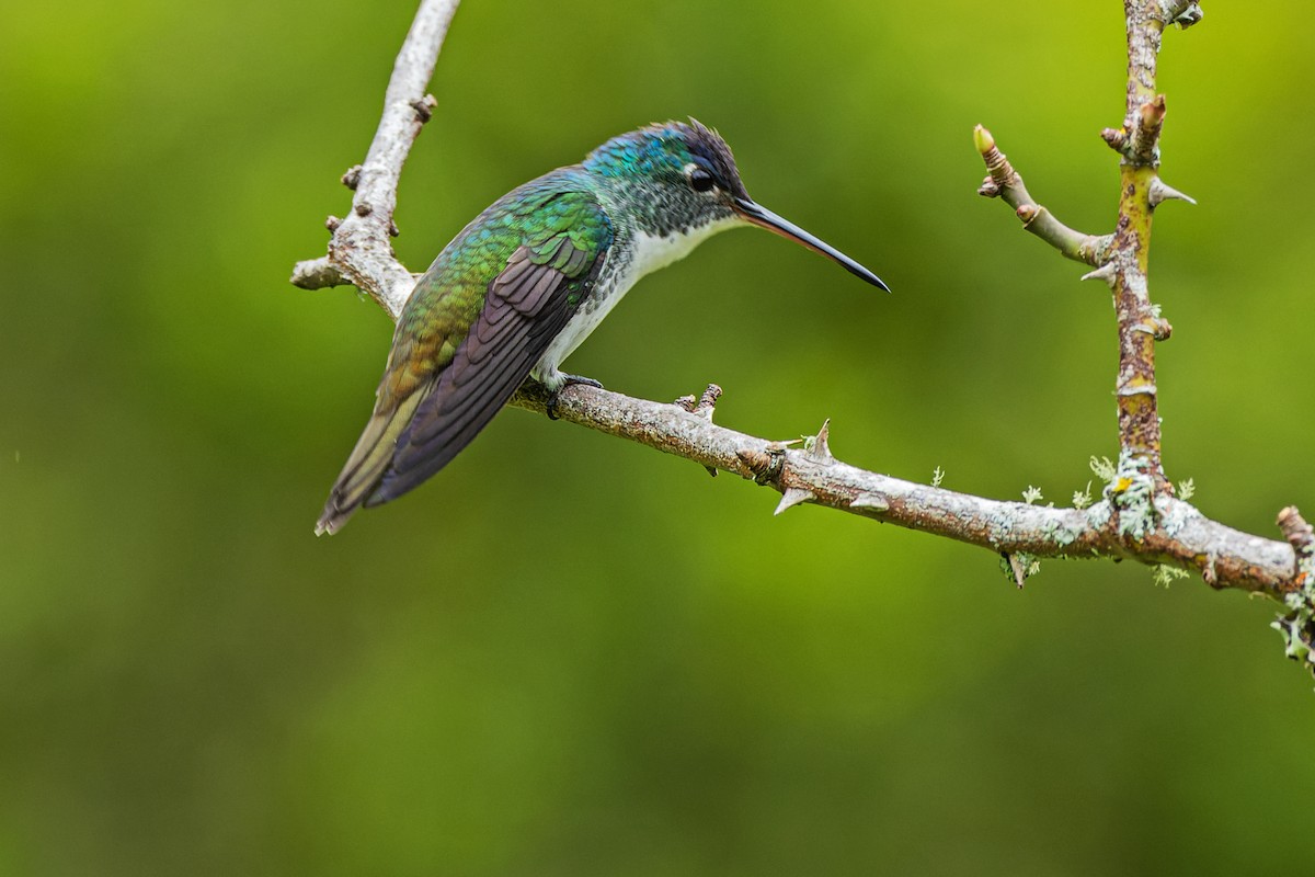 Andean Emerald - ML510661831