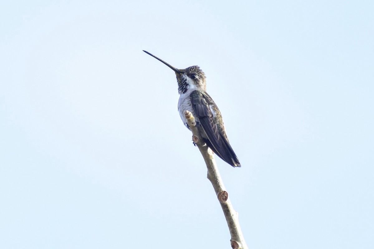 Colibrí Pochotero - ML510663781