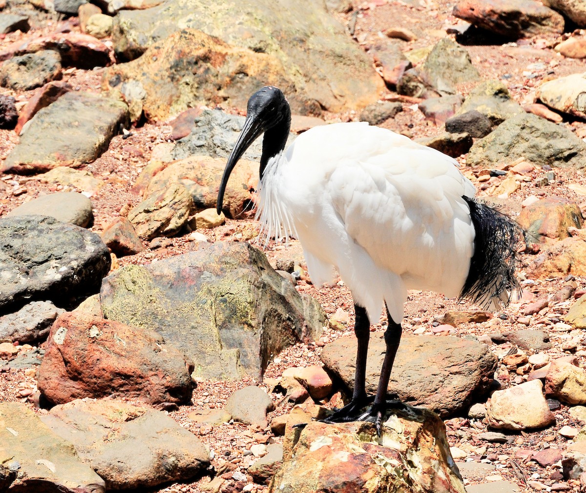 Australian Ibis - Kurt Hennige