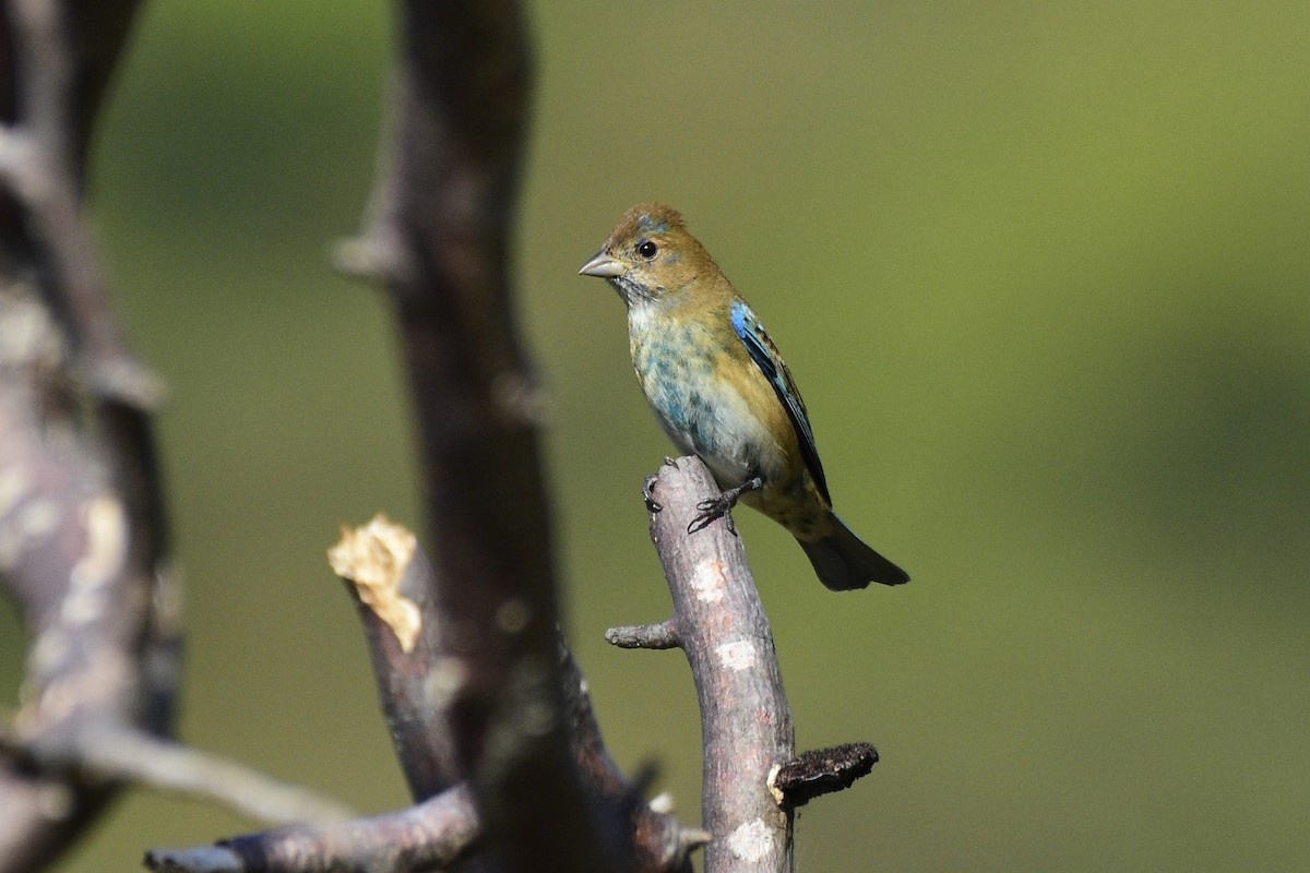 Indigo Bunting - ML510664401