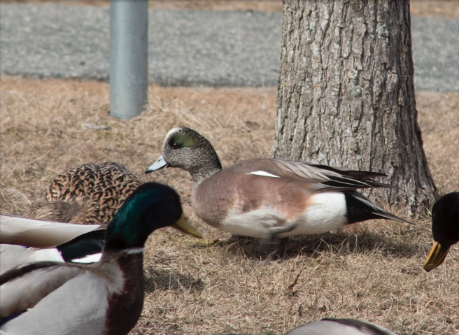 American Wigeon - Sage Levy