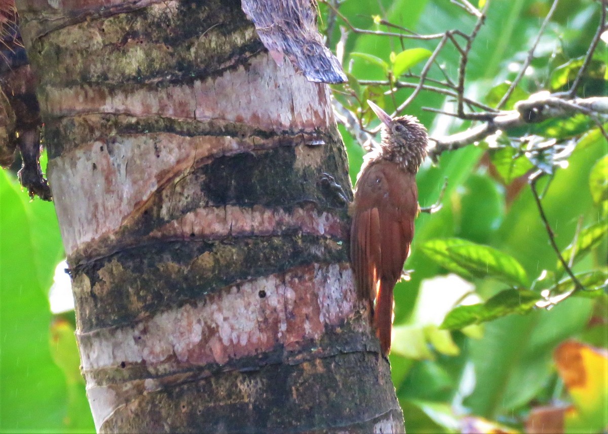 Straight-billed Woodcreeper - ML510666171