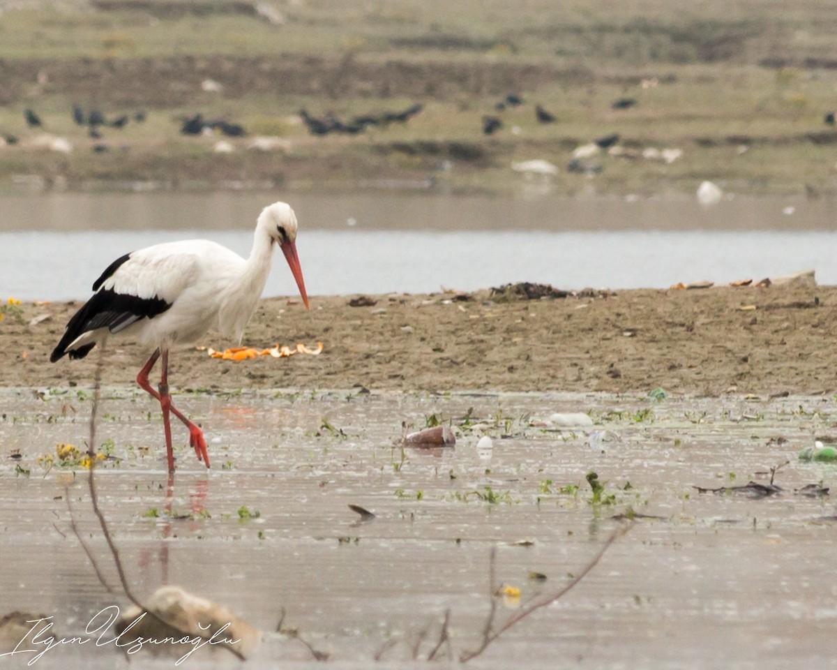 White Stork - Ilgın Uzunoğlu