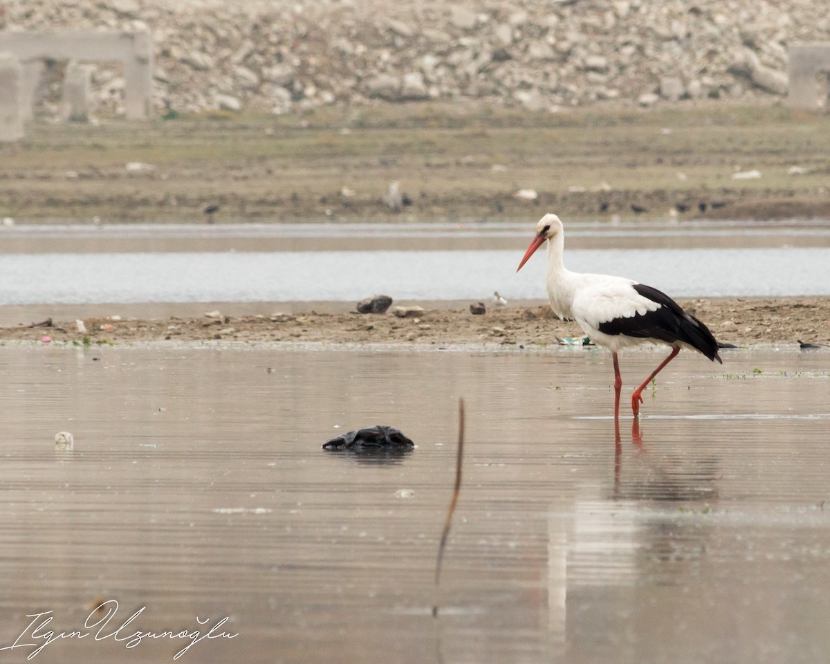 White Stork - Ilgın Uzunoğlu