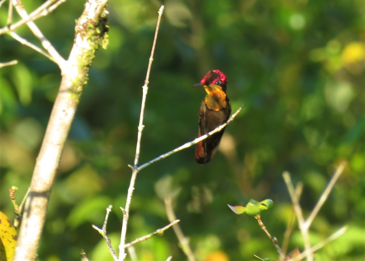 kolibřík červenohlavý - ML510669051