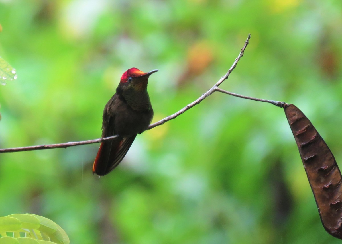 kolibřík červenohlavý - ML510669191