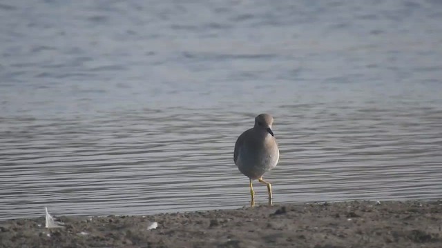 White-tailed Lapwing - ML510669371