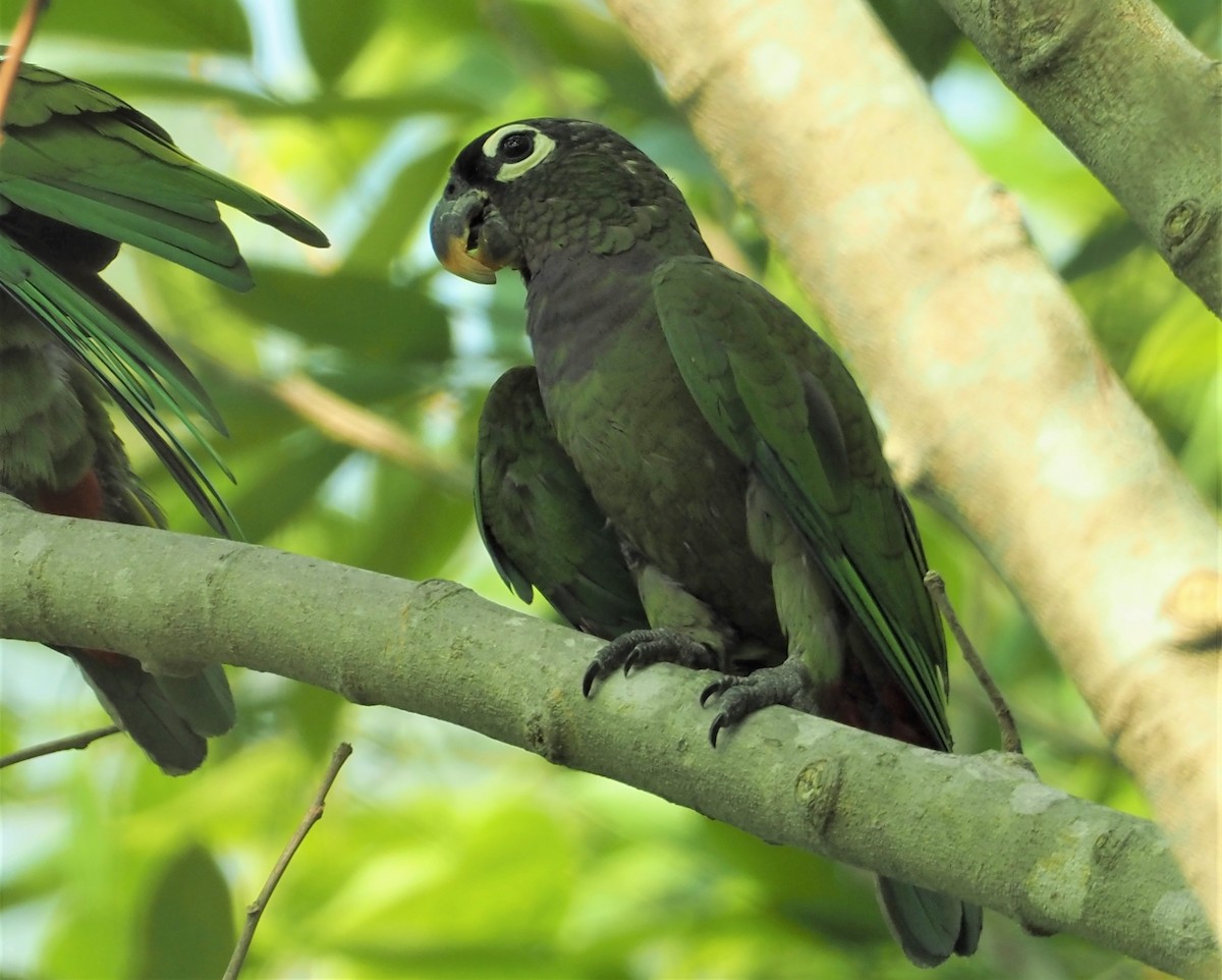 Папуга-червоногуз зеленощокий - ML510669761
