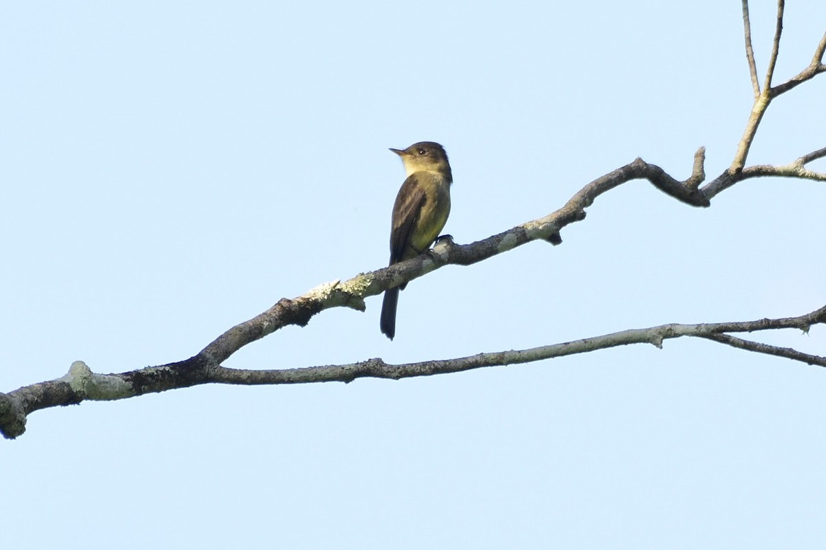 Northern Tropical Pewee - David de Rivera Tønnessen