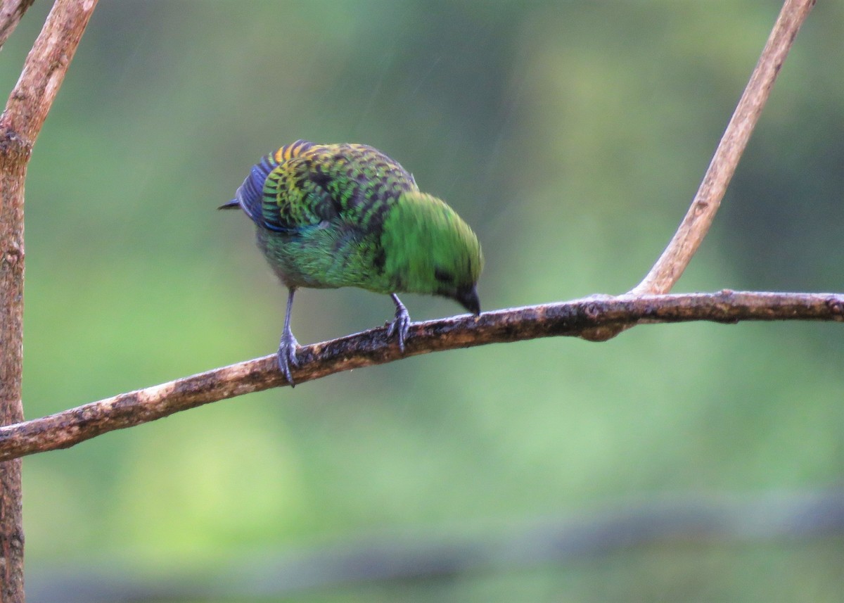 Seven-colored Tanager - ML510670021